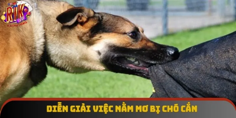 Diễn giải việc nằm mơ bị chó cắn